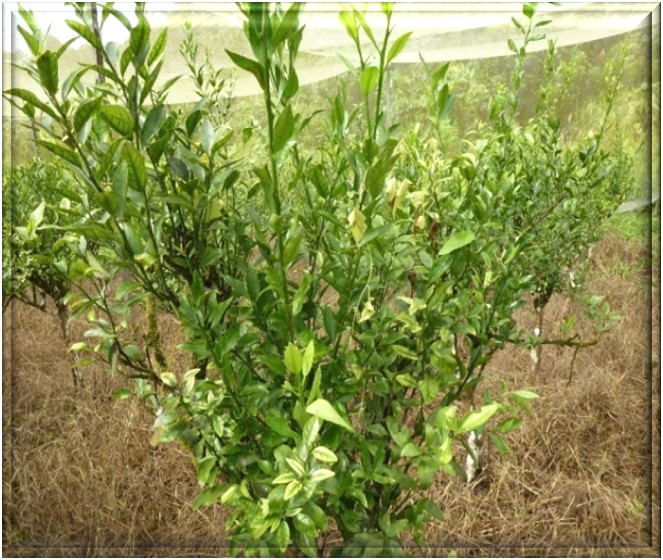 A close-up of a plantAI-generated content may be incorrect.