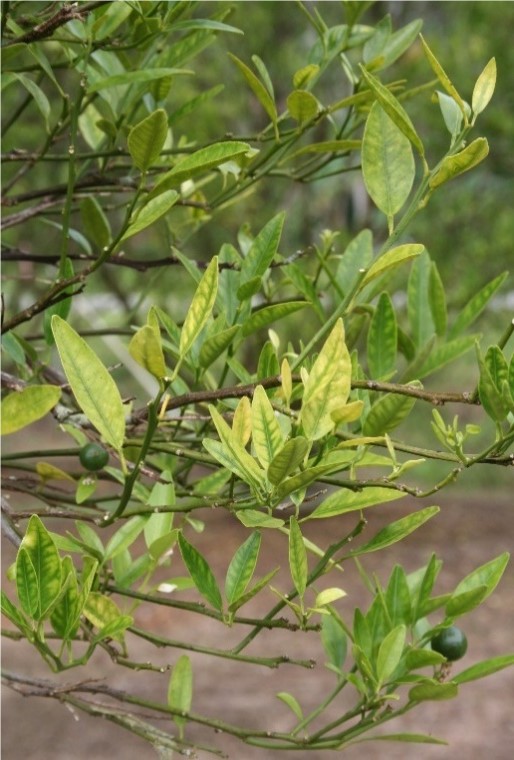 Close-up of a tree branch with leavesAI-generated content may be incorrect.