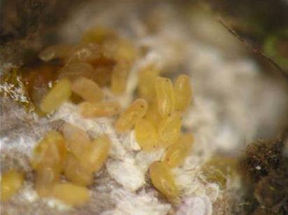 ARC : Control of Scale Insects on Pepper - Laman Web Rasmi Jabatan ...
